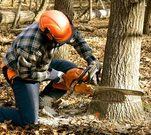 Tree Removal in Hamilton City, CA